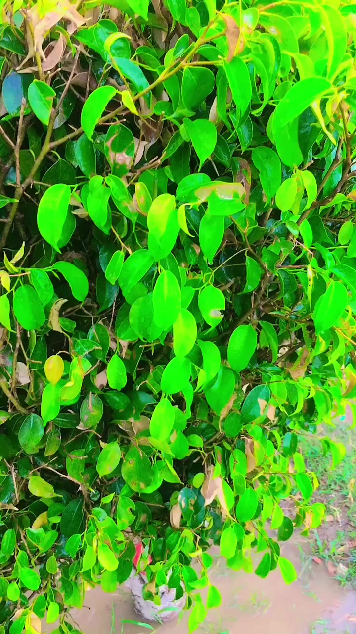 @Diljale