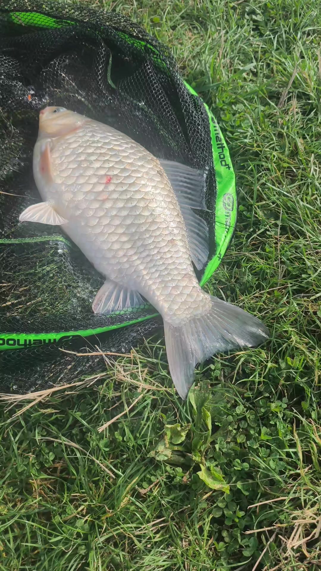 @yuricsolikcarp