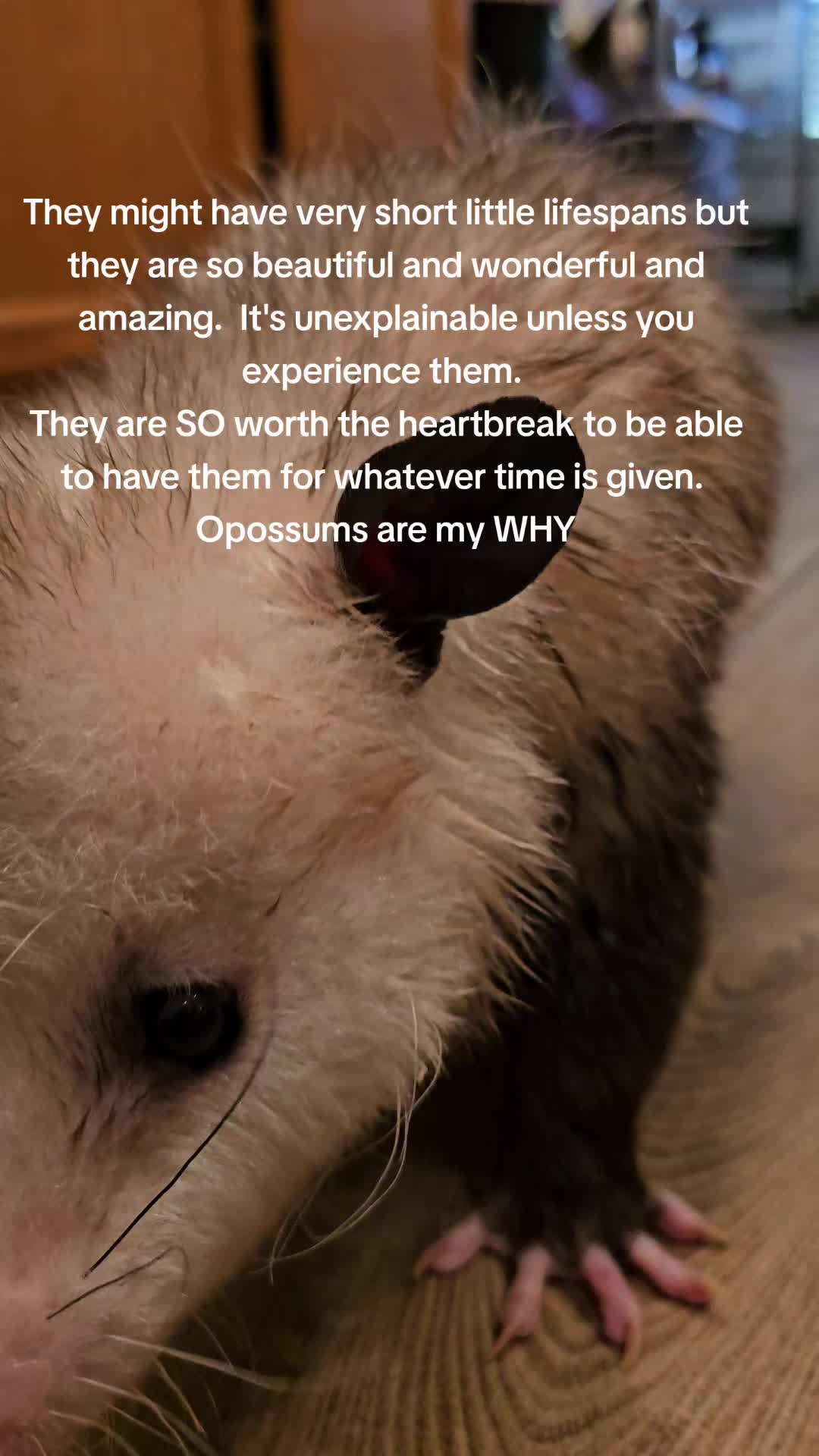 @OPOSSUMDAWGMOM