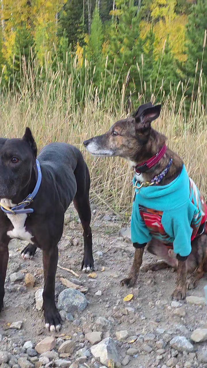 @RaisingHell.Hounds🇨🇦