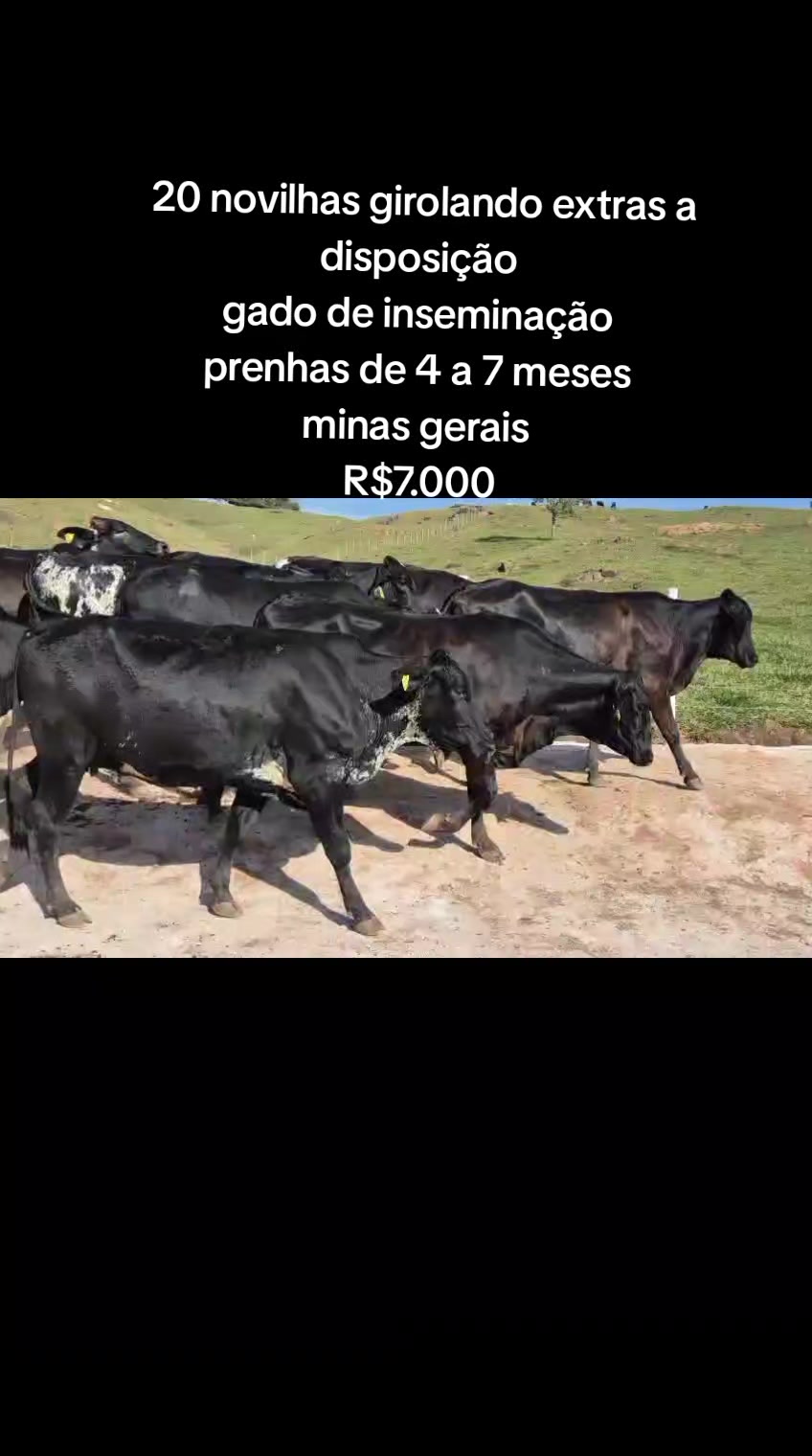 @marketing_do_gado