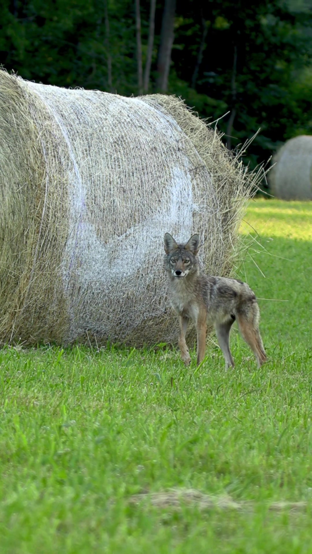 @FOXPRO Game Calls
