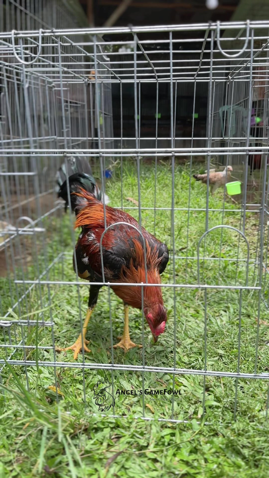 @angelsgamefowl88