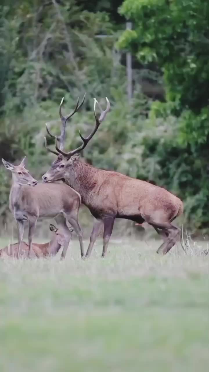 @Animal power