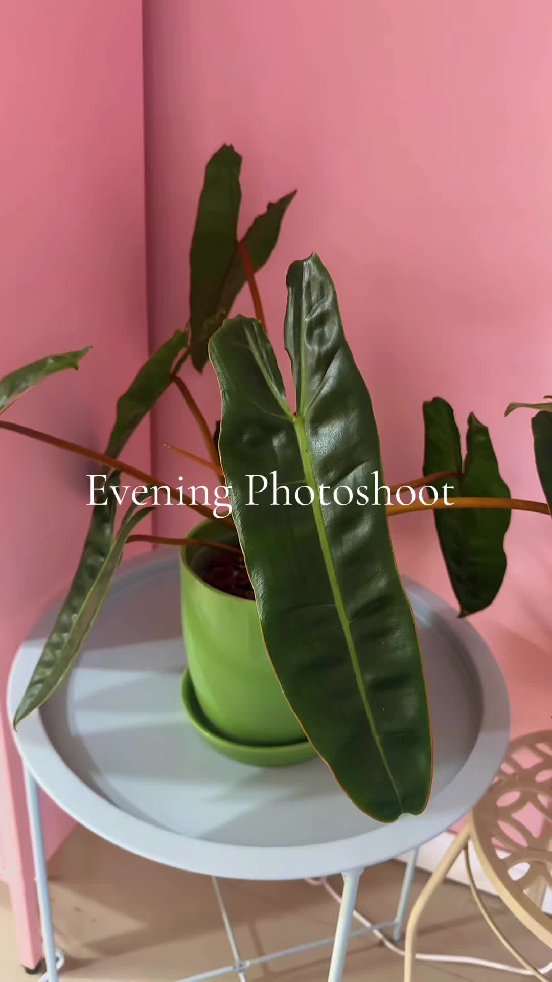 @midwestplantgal