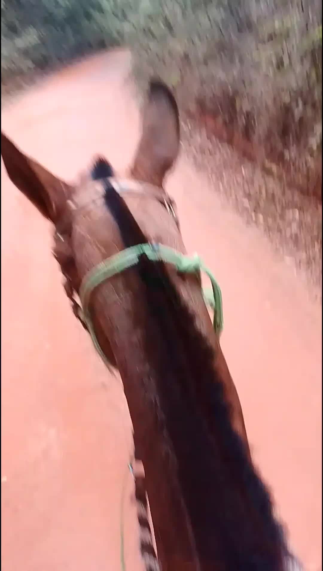 @Fernandin 🌵🇩🇬