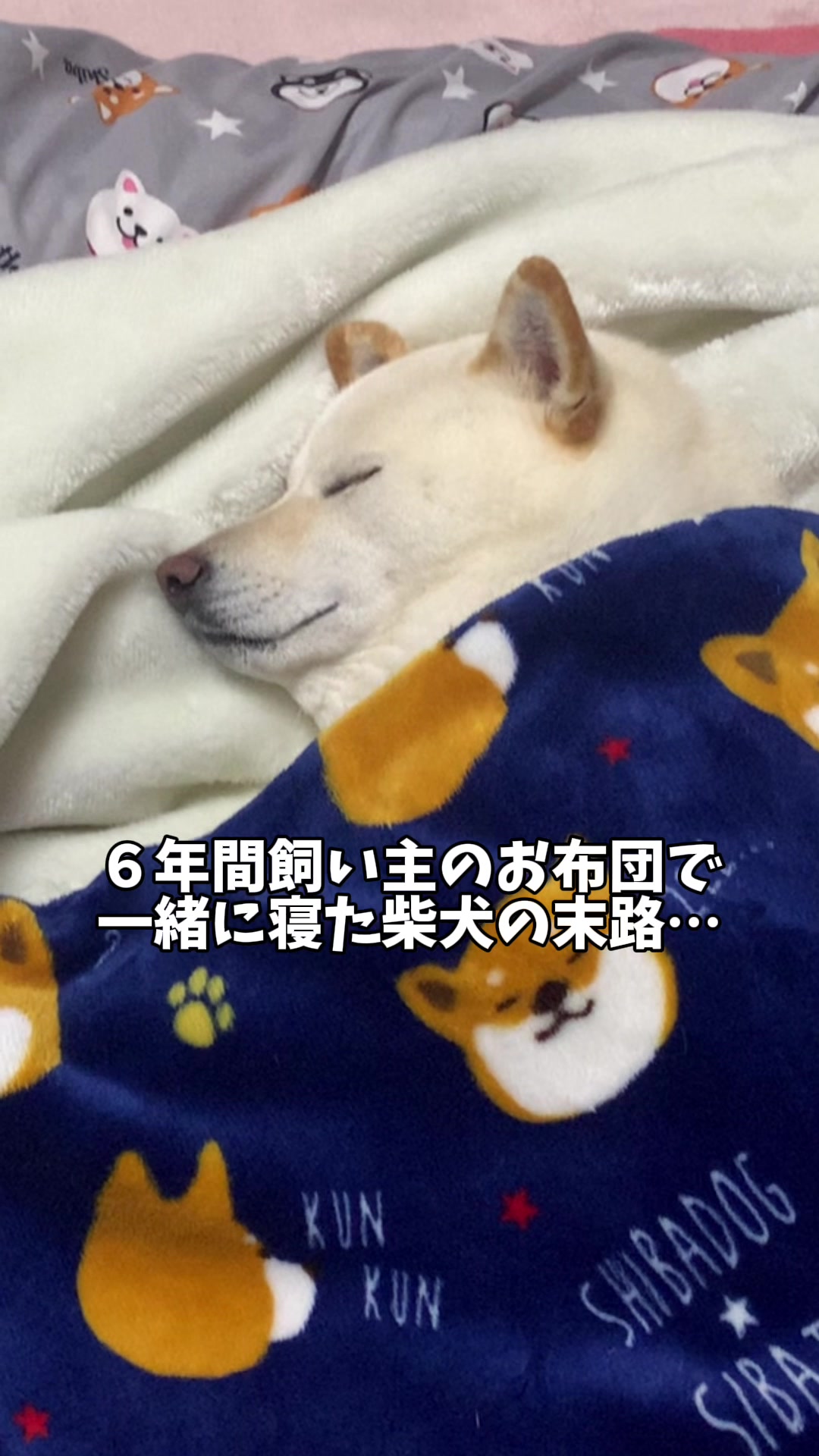 @白柴犬はる🌸