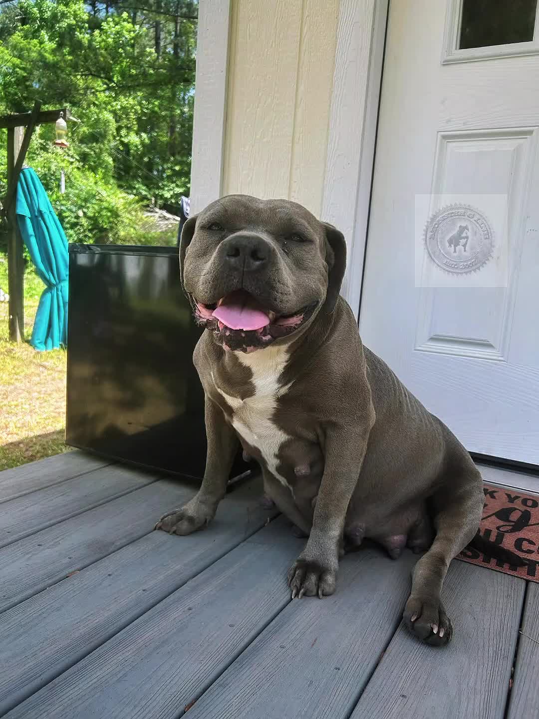 @HACHIKO LINE Bully Kennel