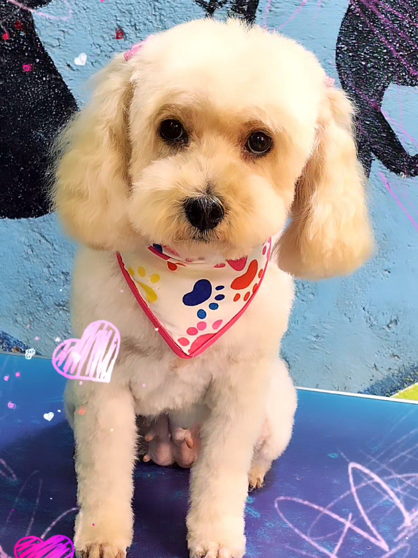 @💈🐾DOG GROOMER🐾💈