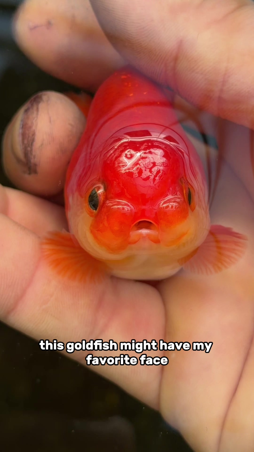 @The Goldfish Guy