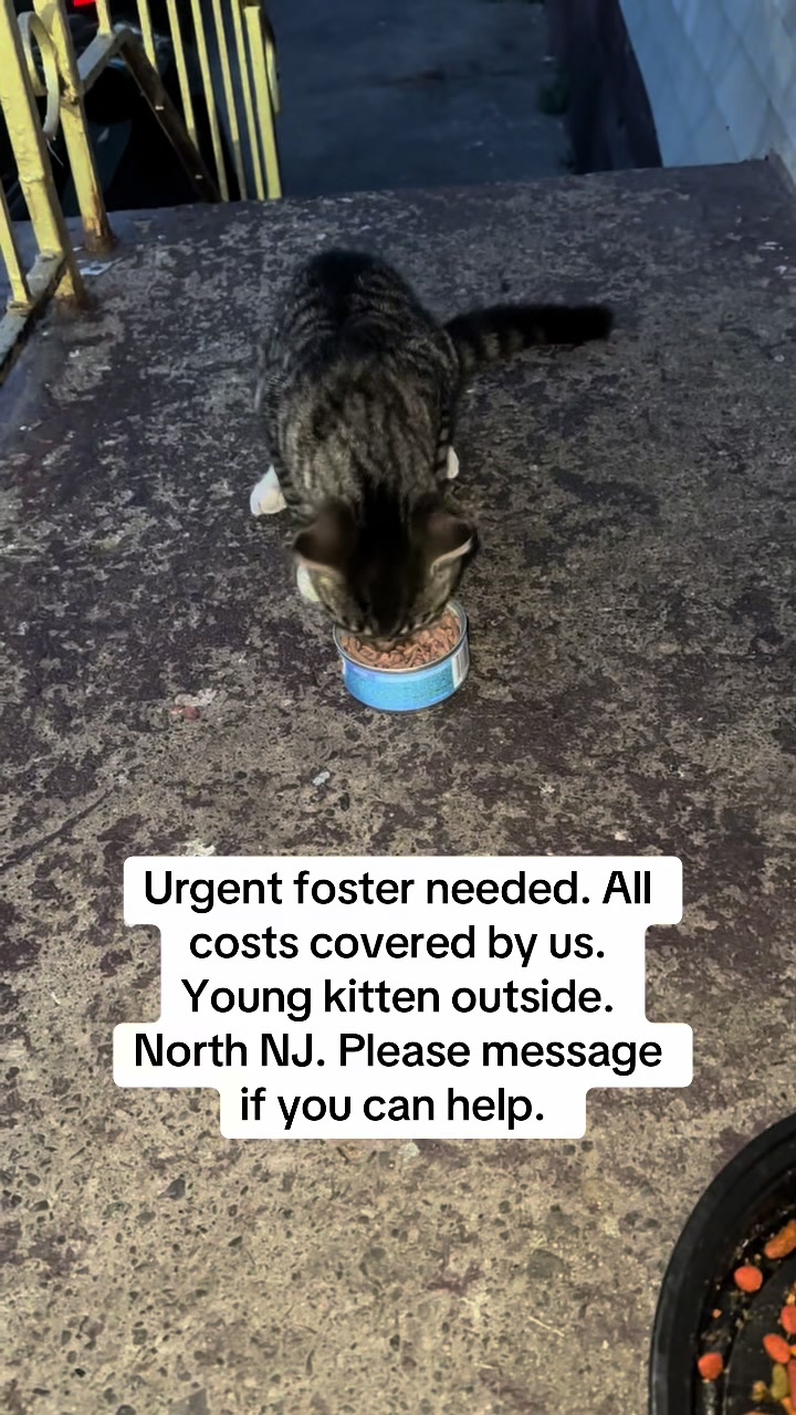 @sam_saves_cats