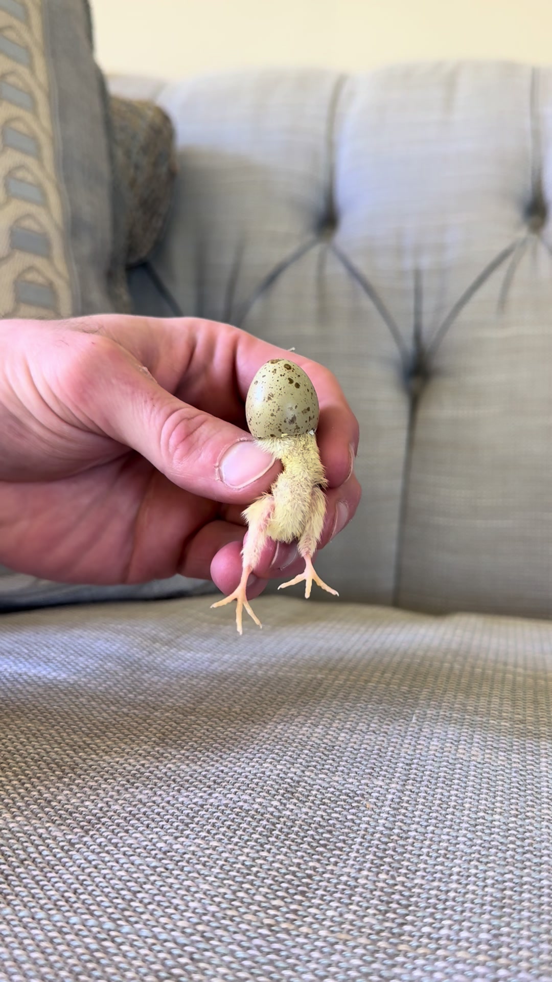 @fathenfarms
