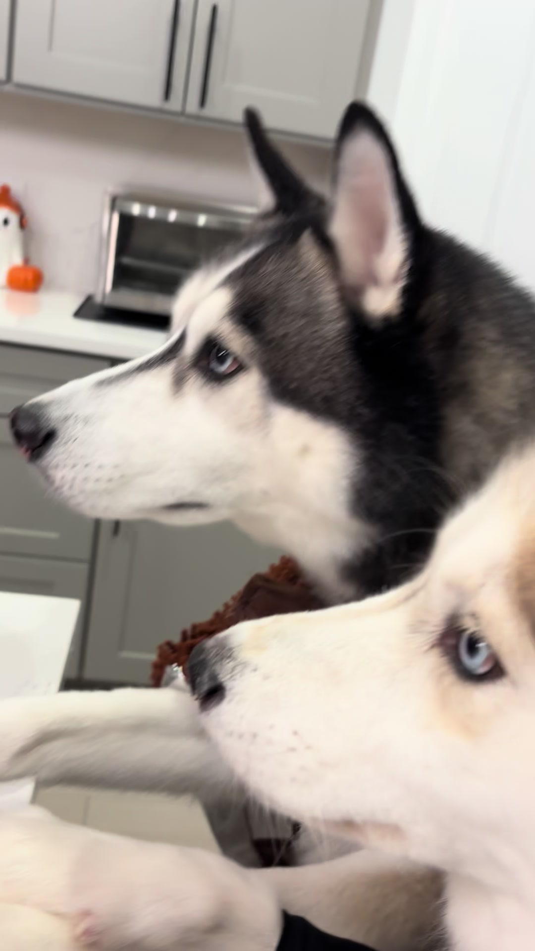 @lifewith2huskies