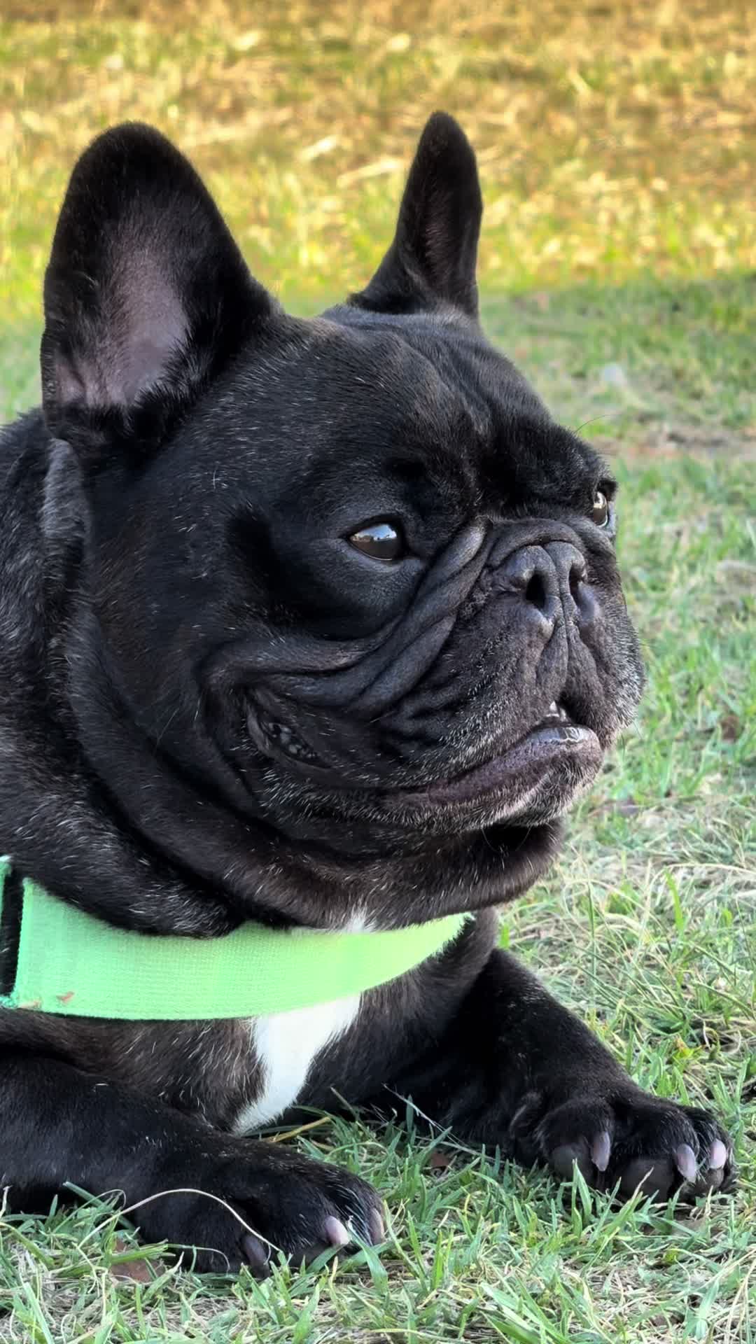 @Levi Needypants Frenchie