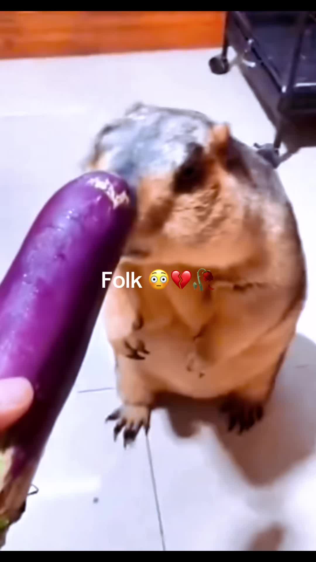 @dailymarmot00