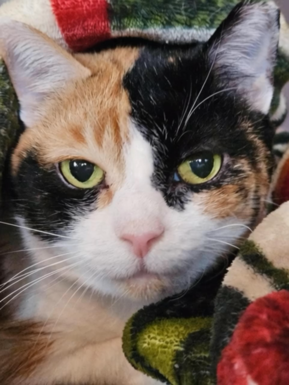 @One Love Animal Rescue Group