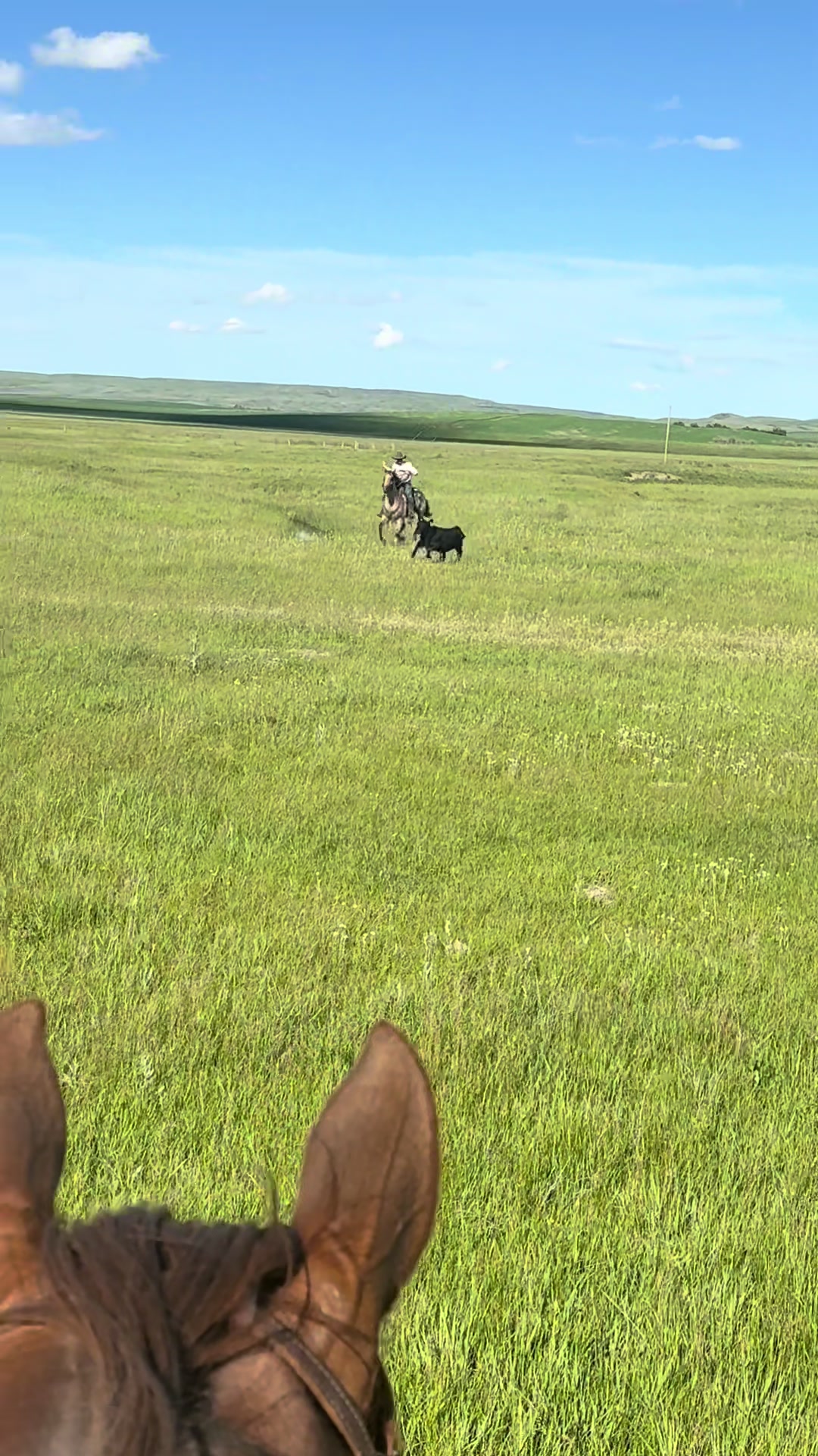 @Ducestockdogs&QuarterHorses