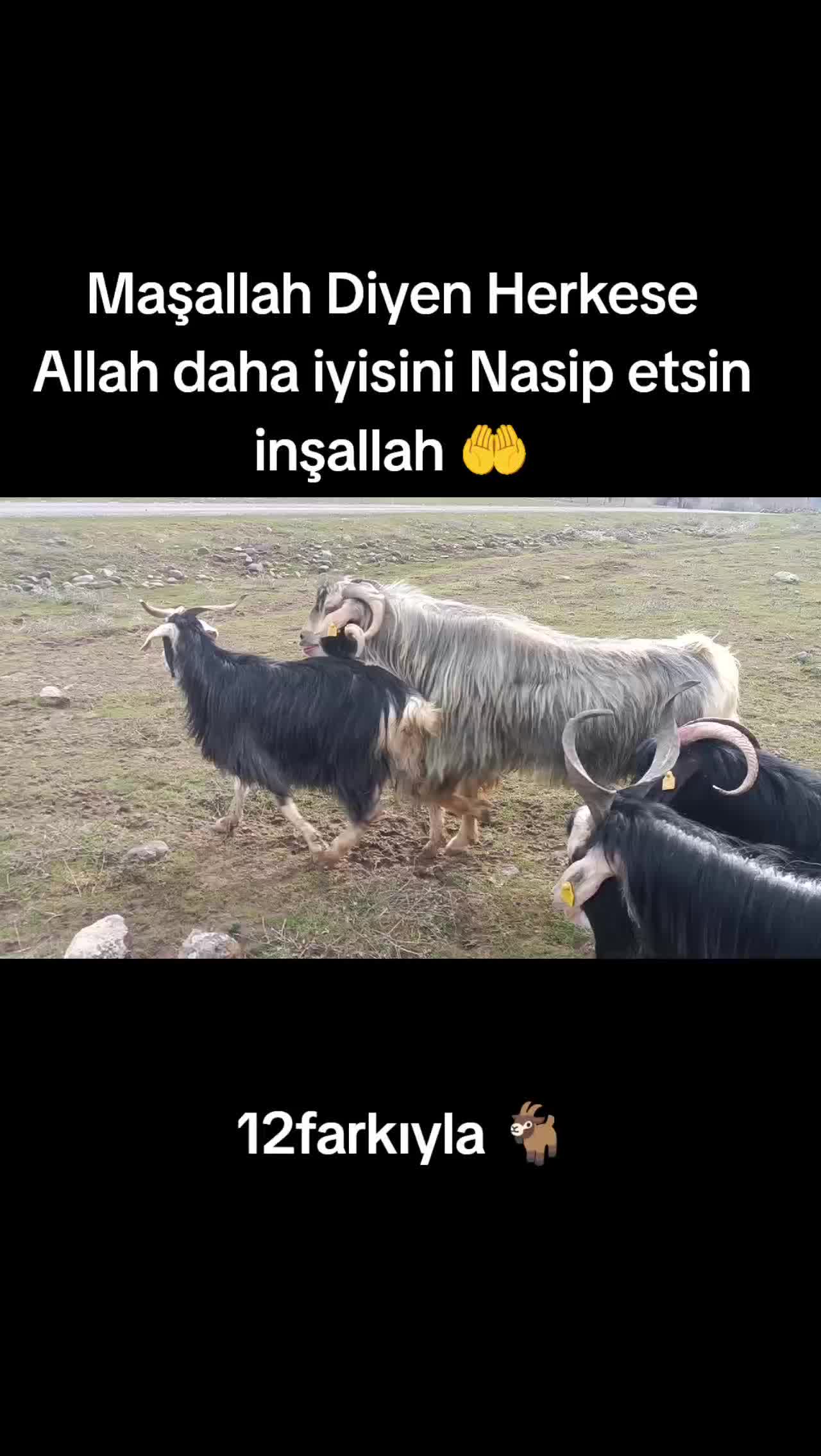 @koçer.12