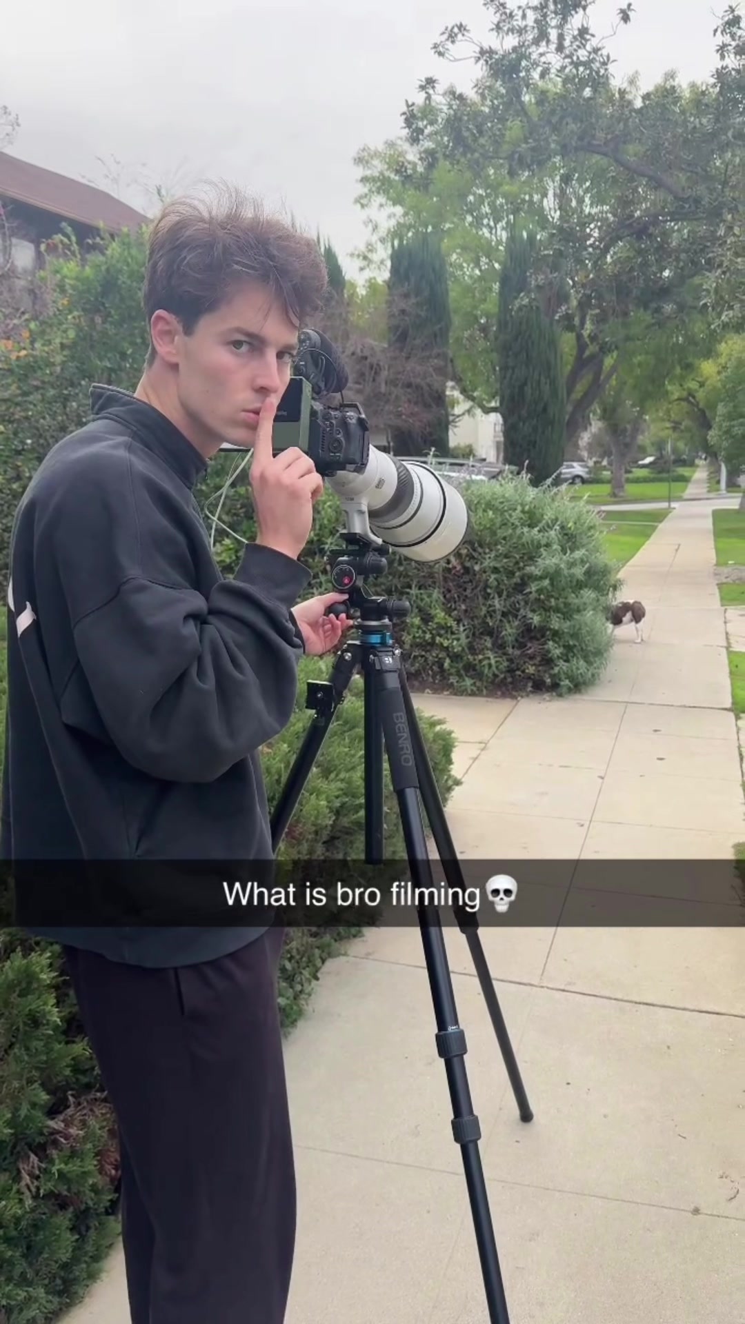 @SetWillFree