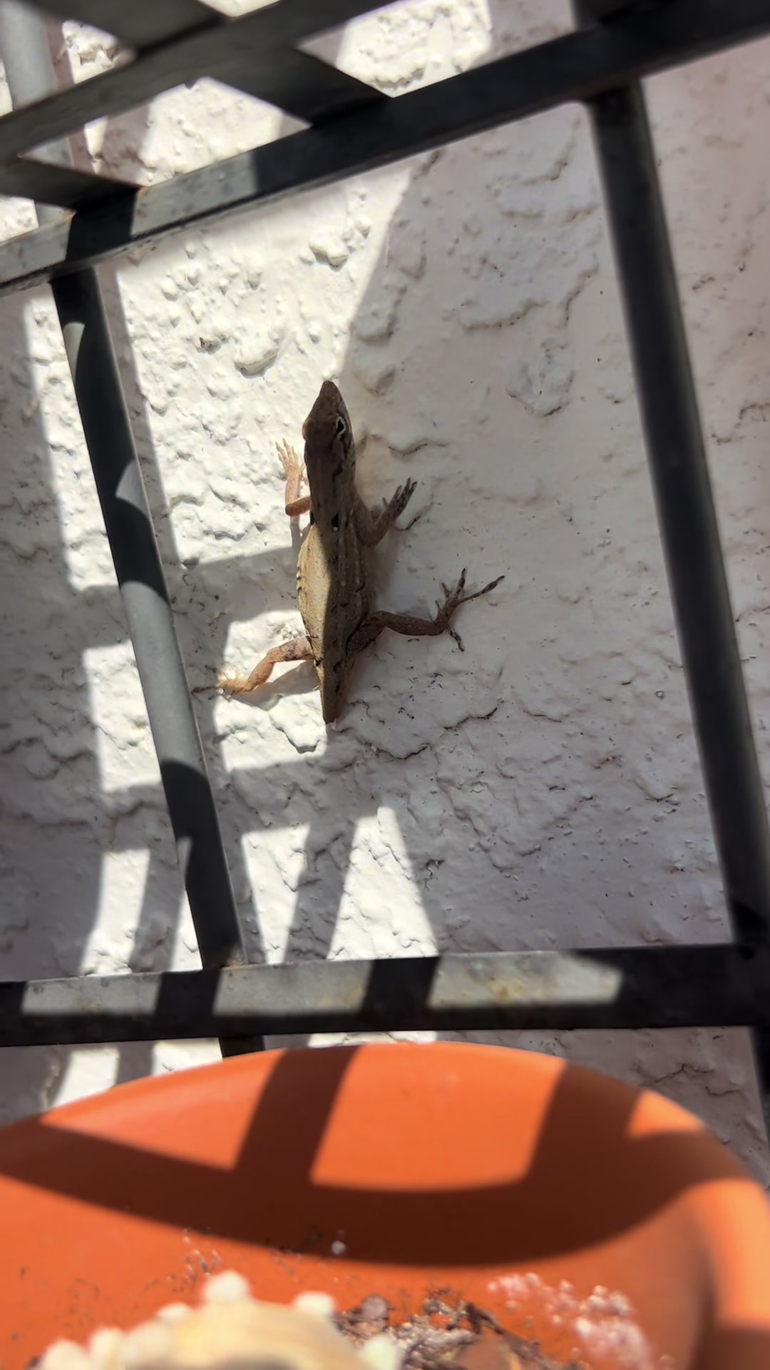@Cat