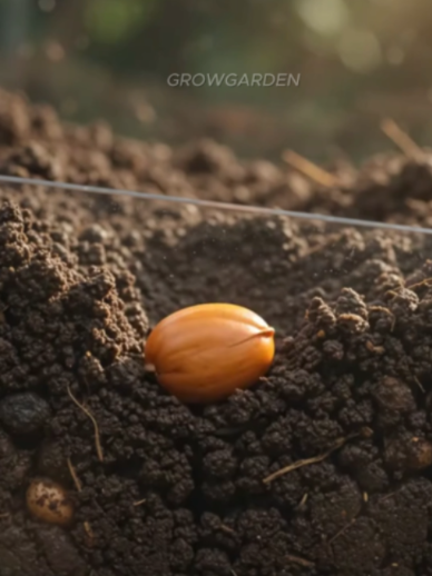 @Grow Garden | Plantas