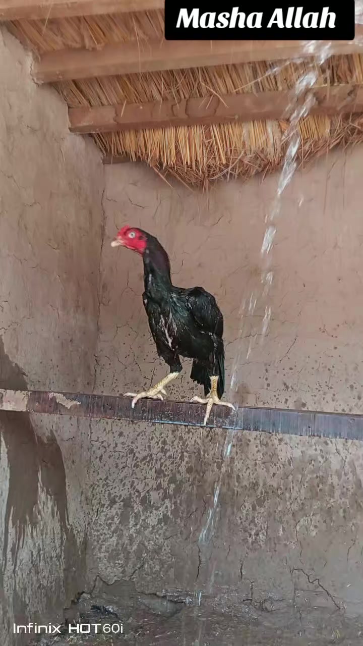 @ملک عاصم سندیلہ