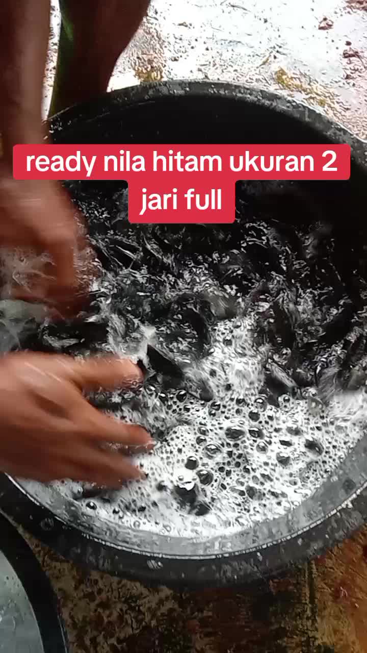 @afdhal koi farm