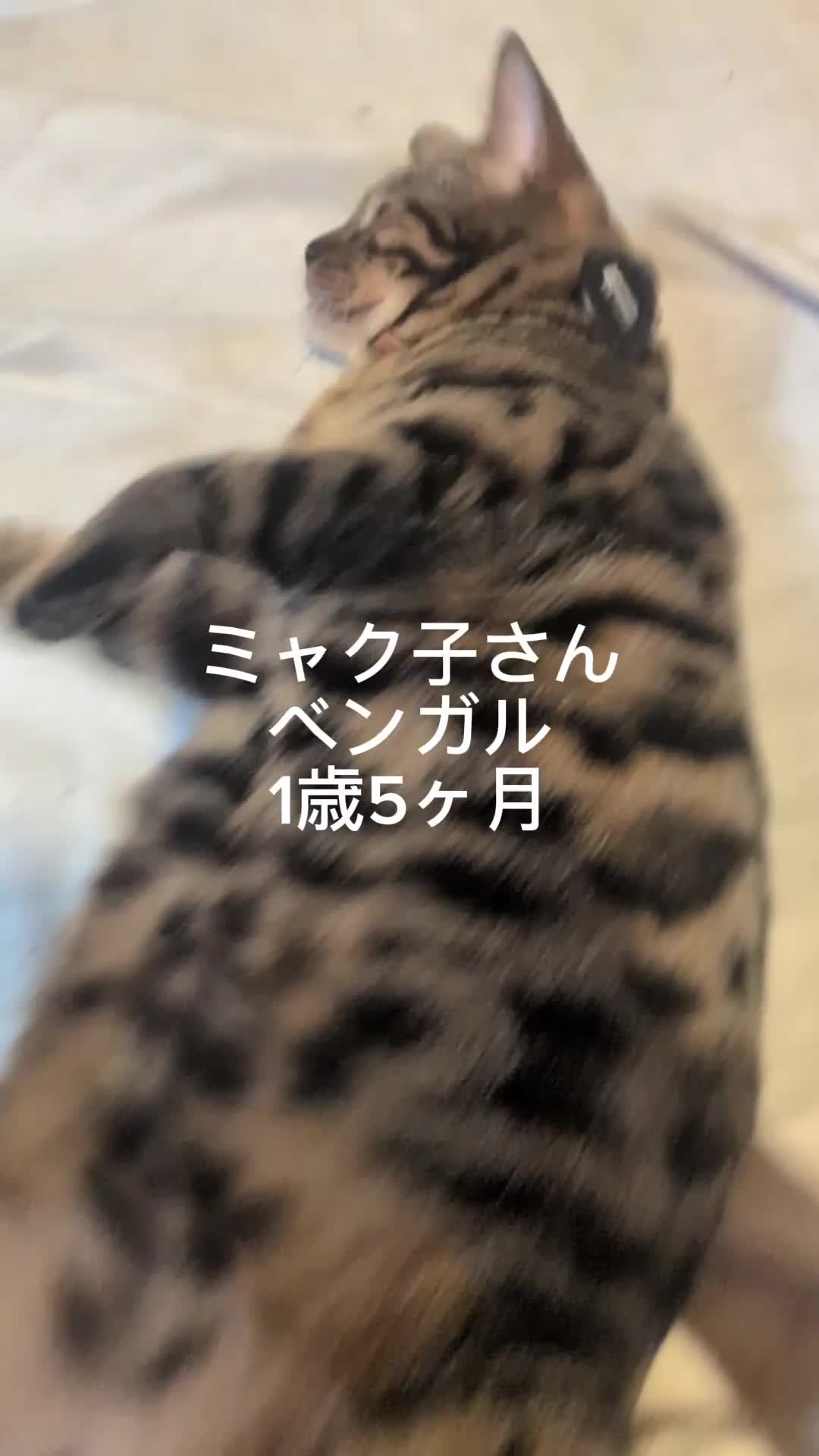 @すいぬこ😻