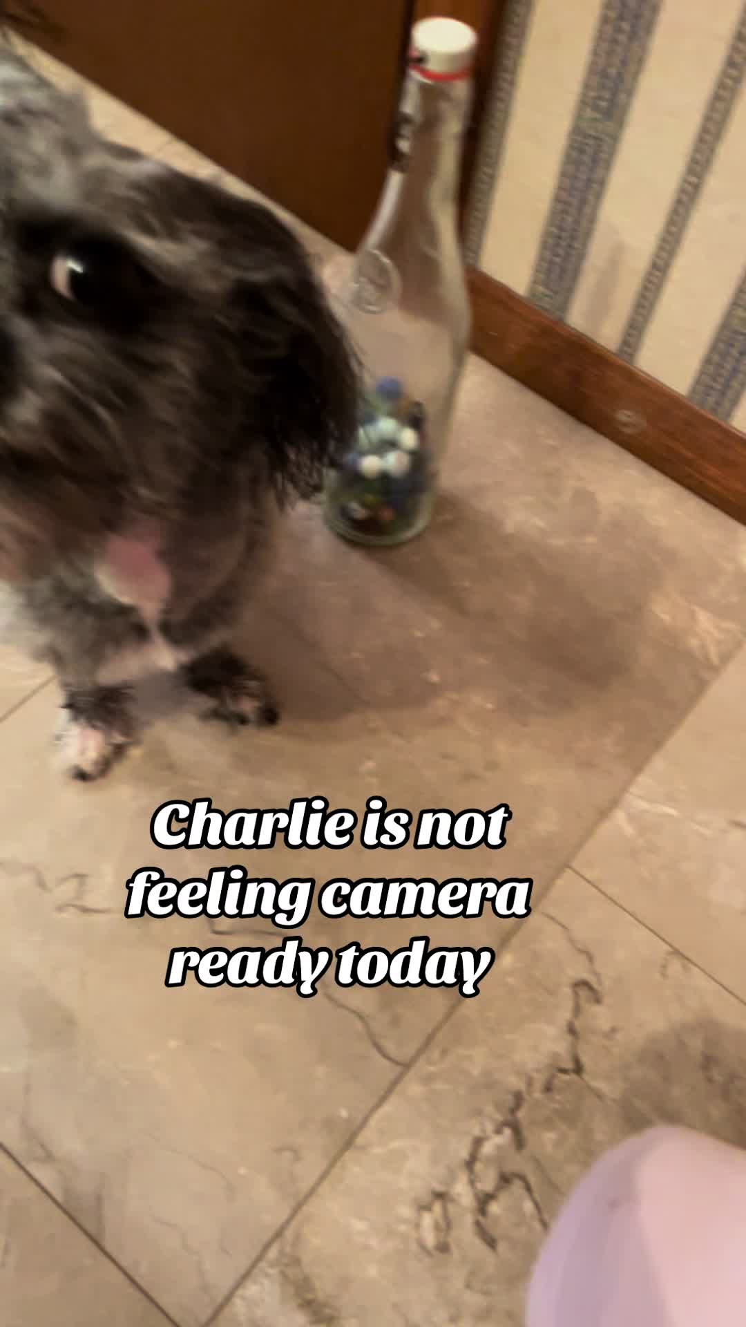 @Critter_Farm
