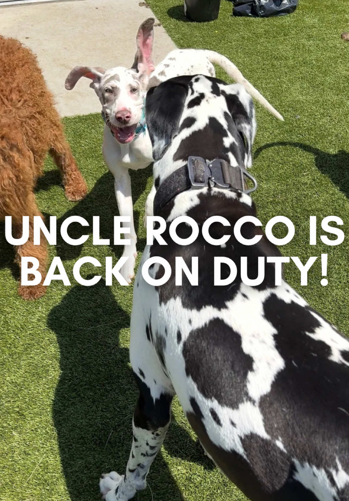 @Rocco