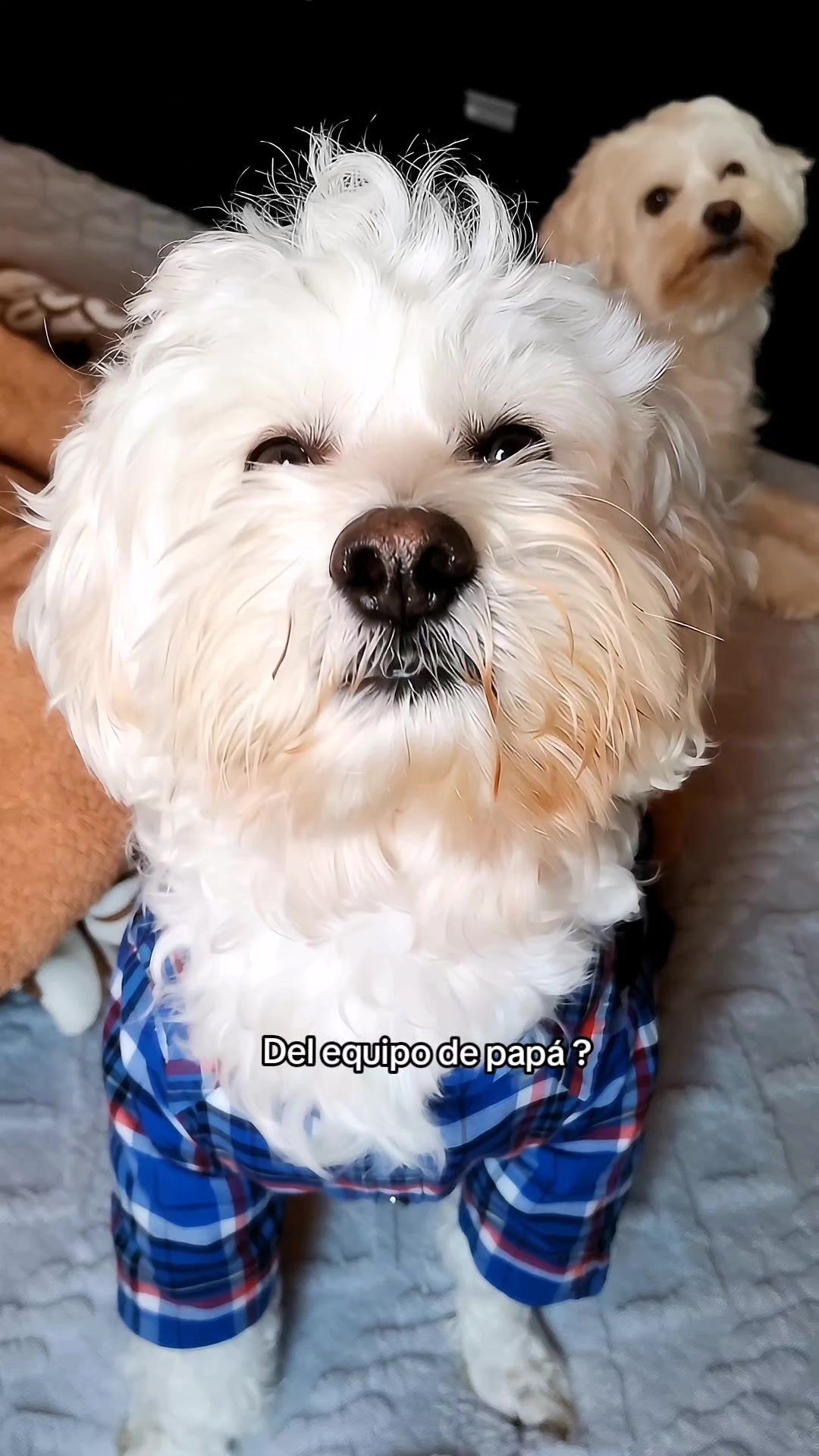 @Doki🦴🐾