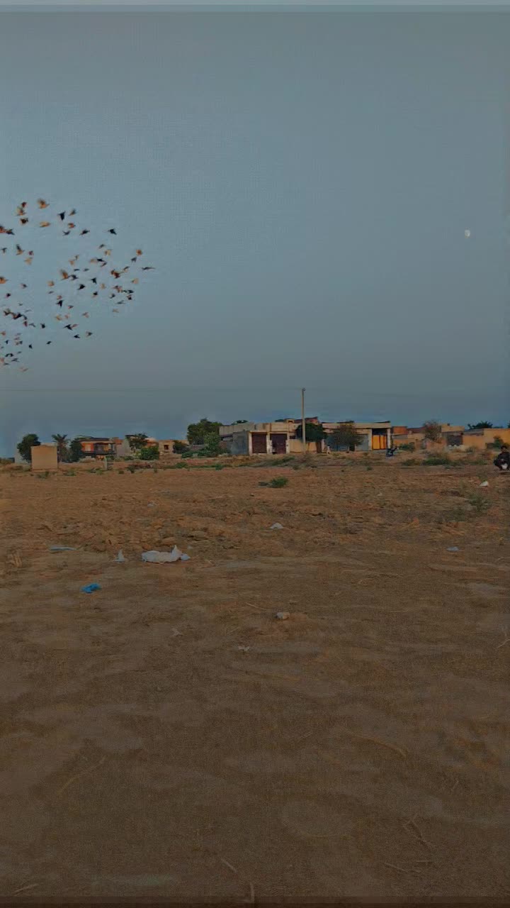 @عدیل رحمن لیہ وال کبوتر باز