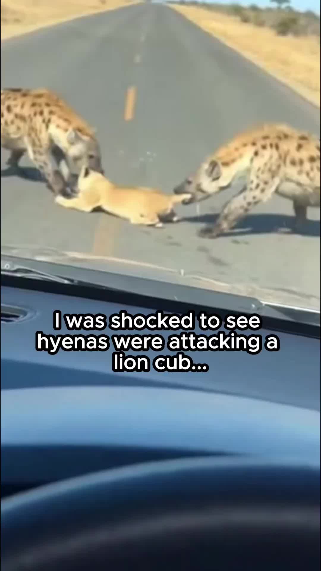 @The Animal Diary