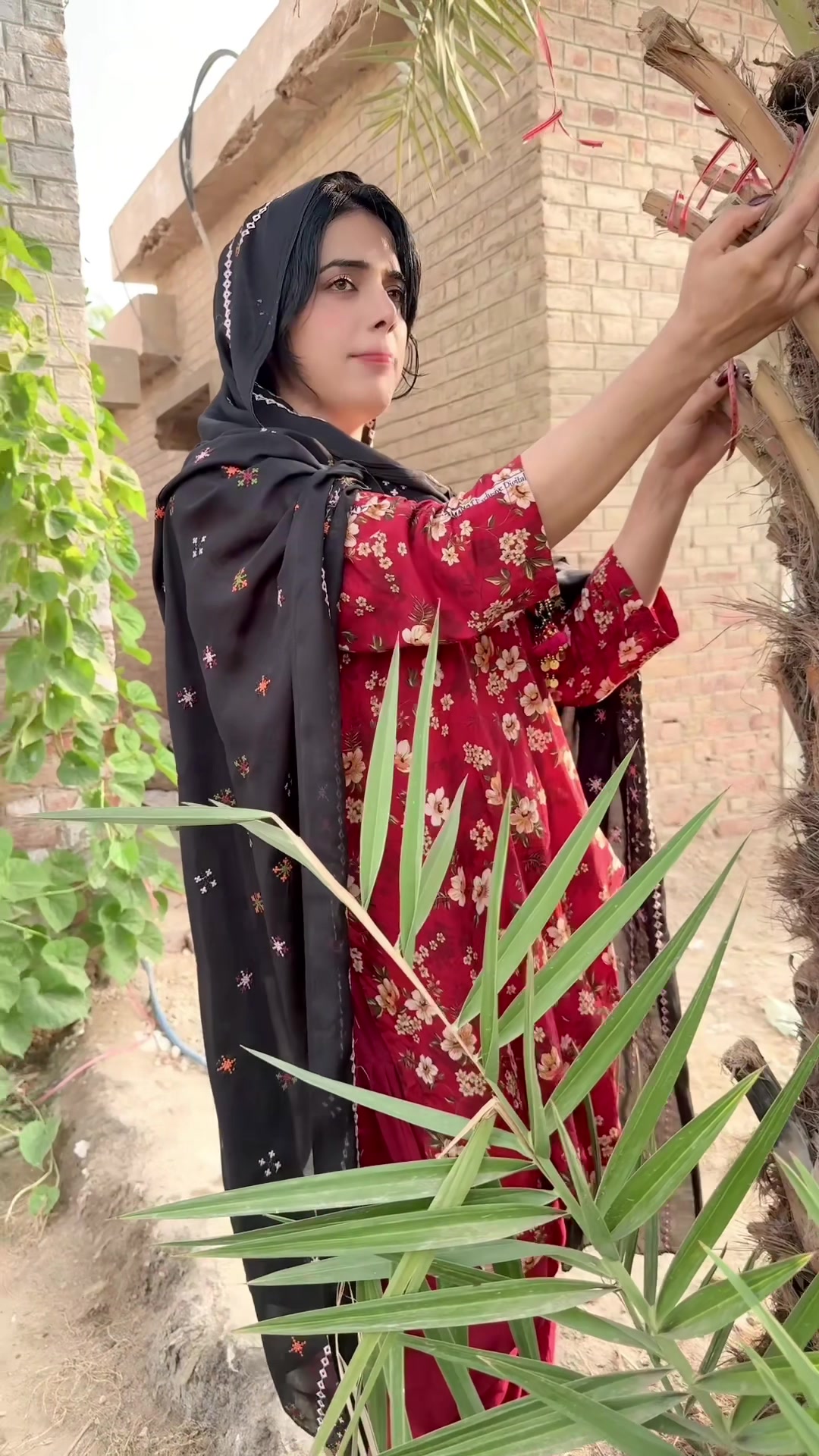 @🌺SABA SHAH🌺