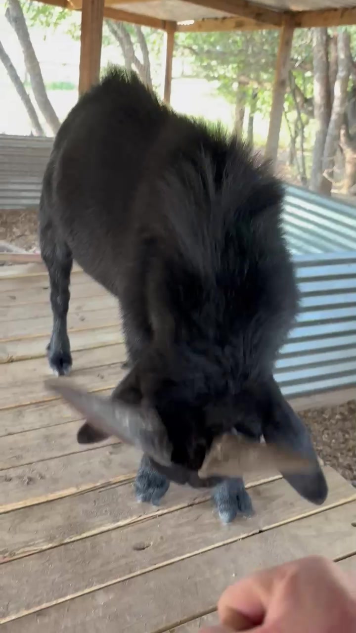 @JusticeRanch