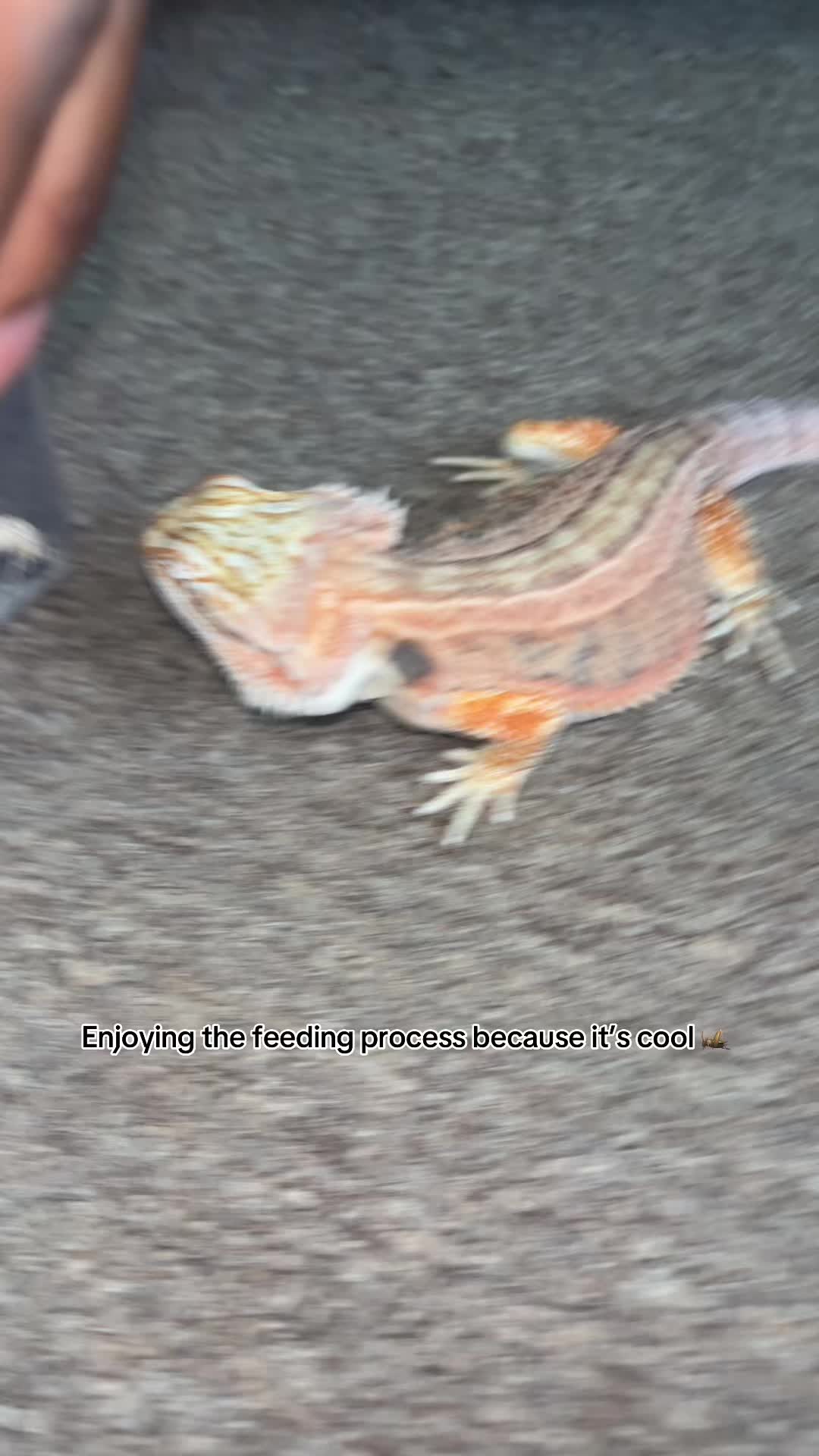 @Mezzy 🦎