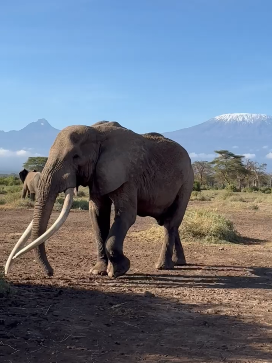 @Grand Summits and Safaris