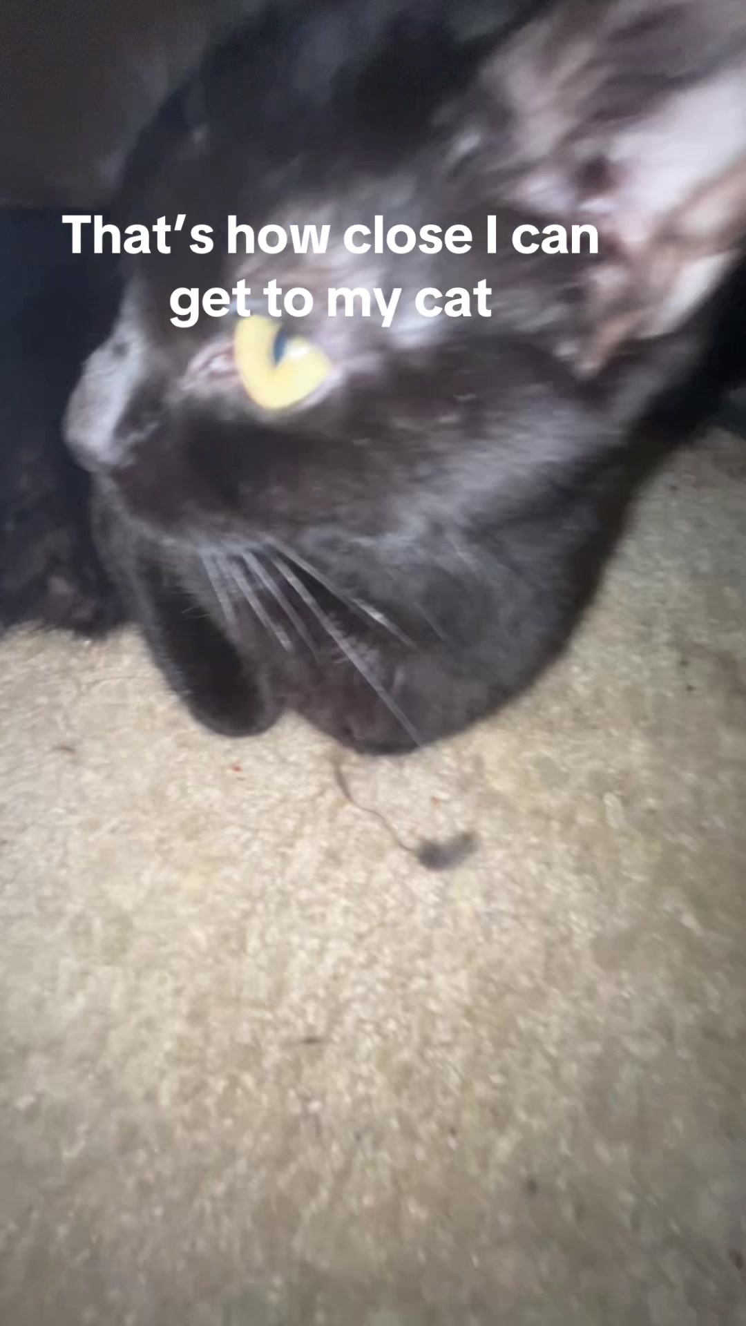 @me and my other cats。