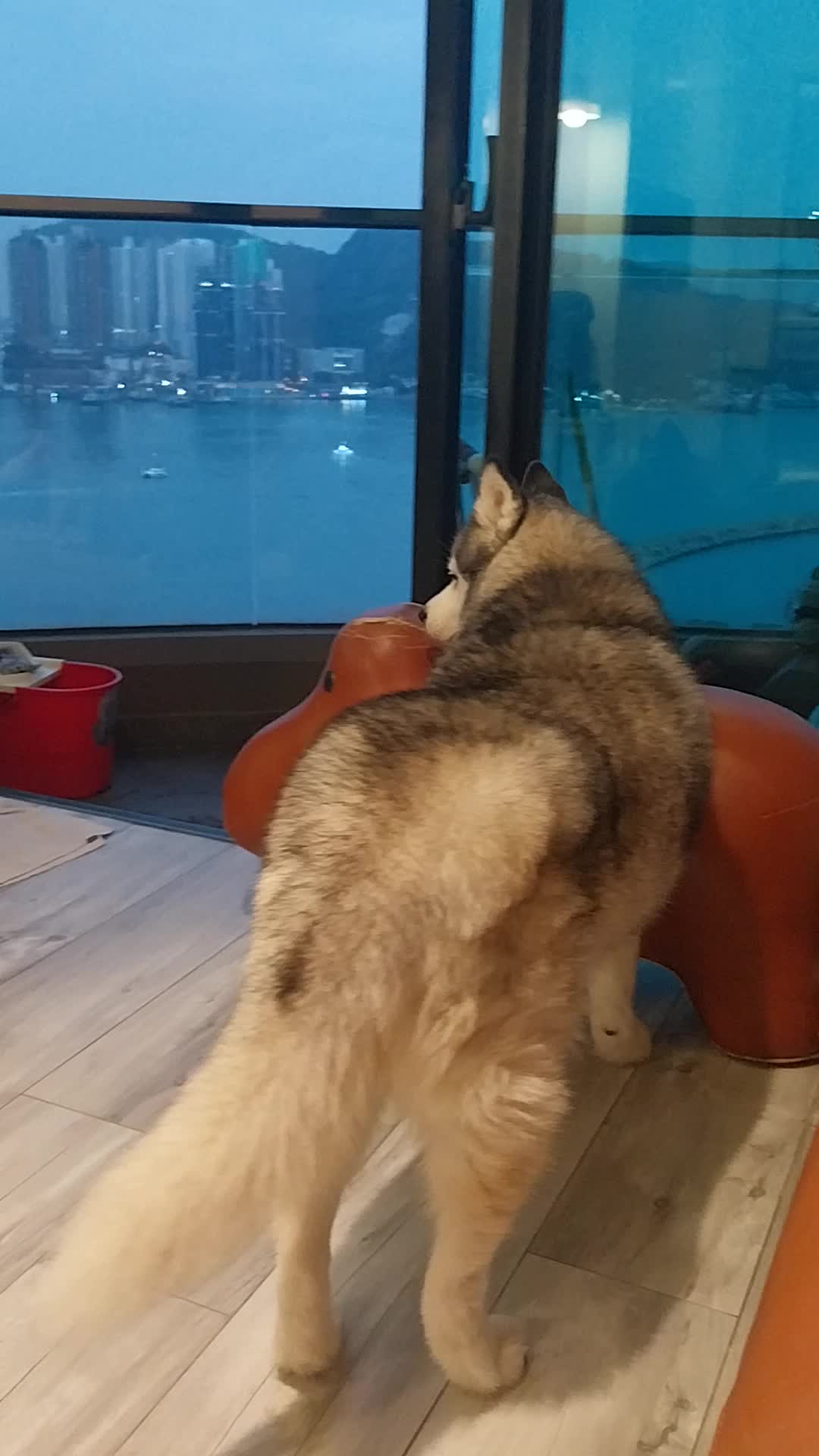 @ika