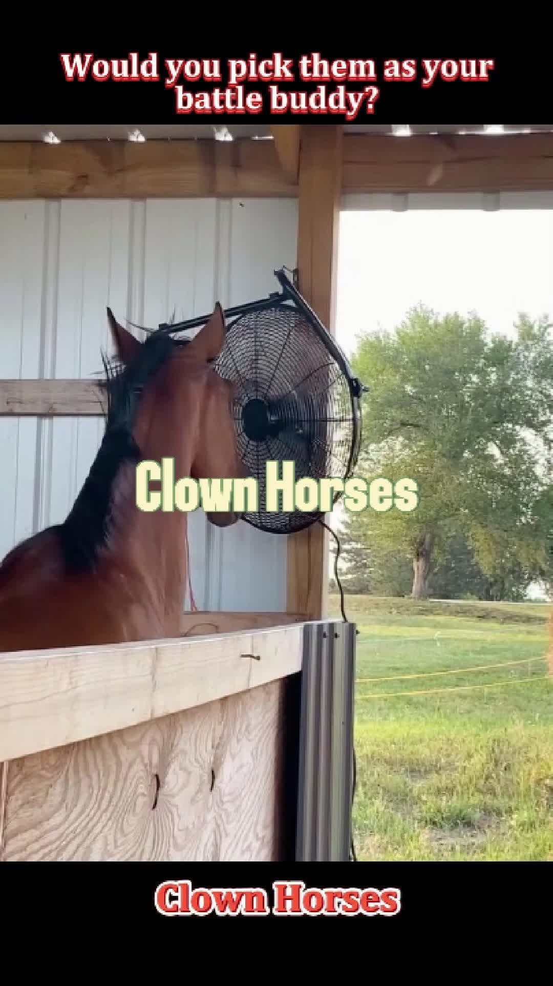 @Pet.humor5.USA