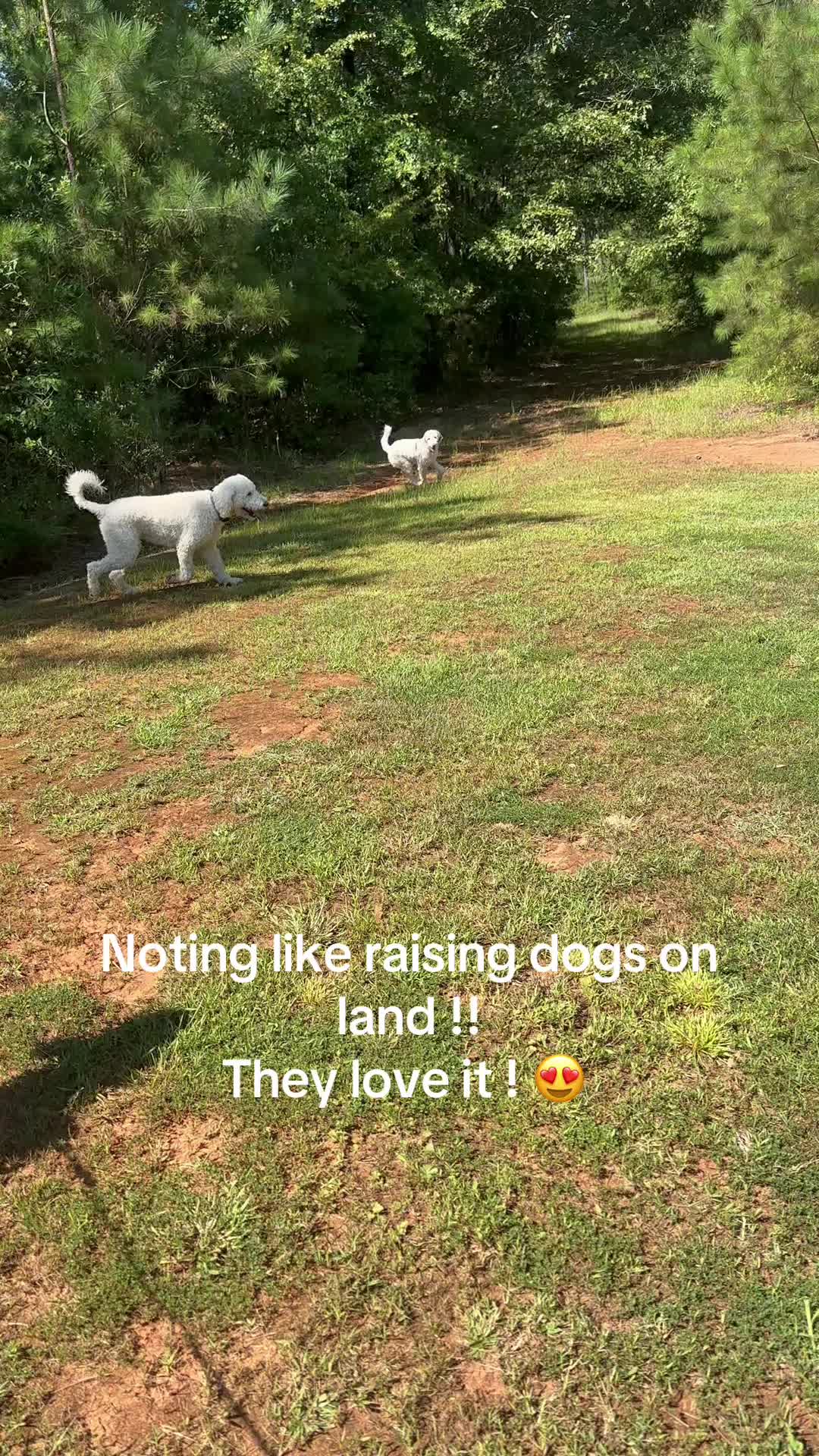 @atlantadoodlesandpoodles