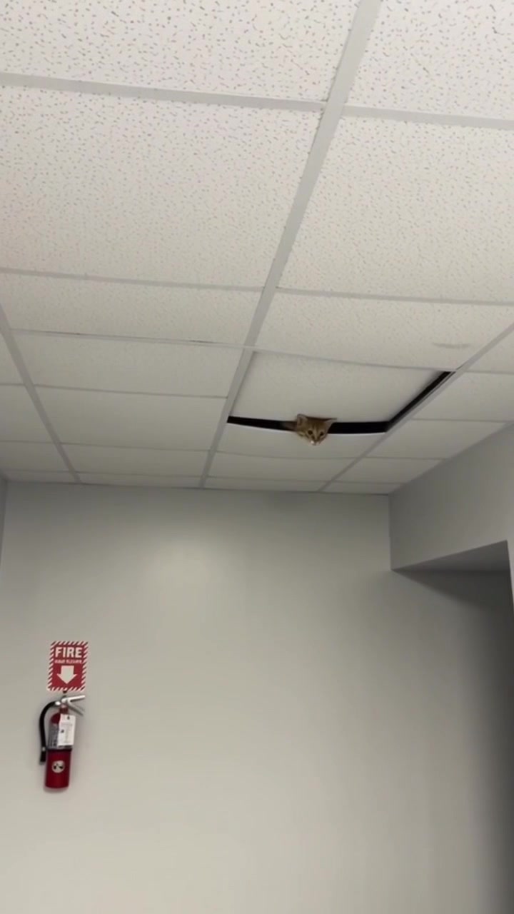 @EXE