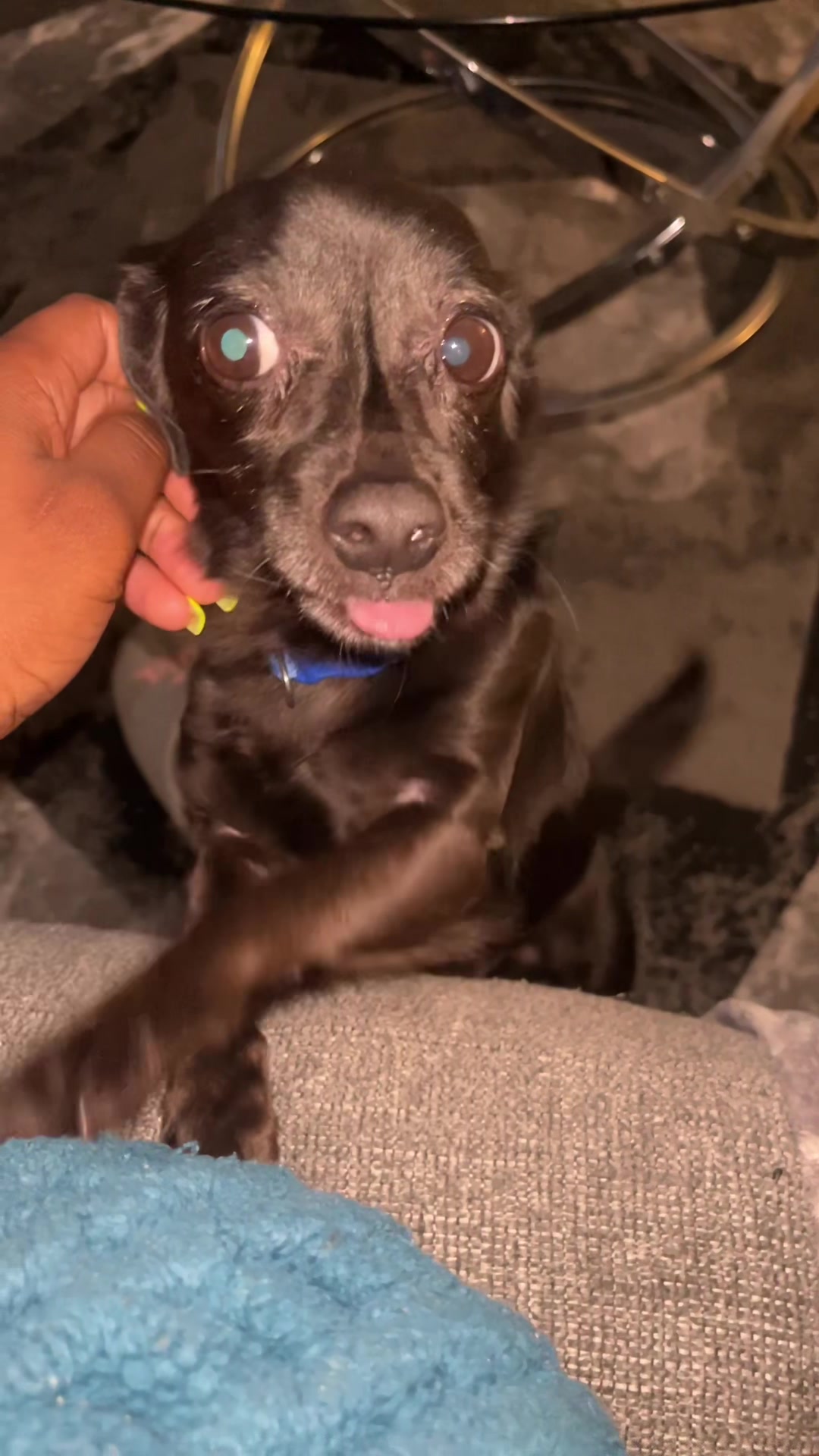 @Blackjack_Chihuahua