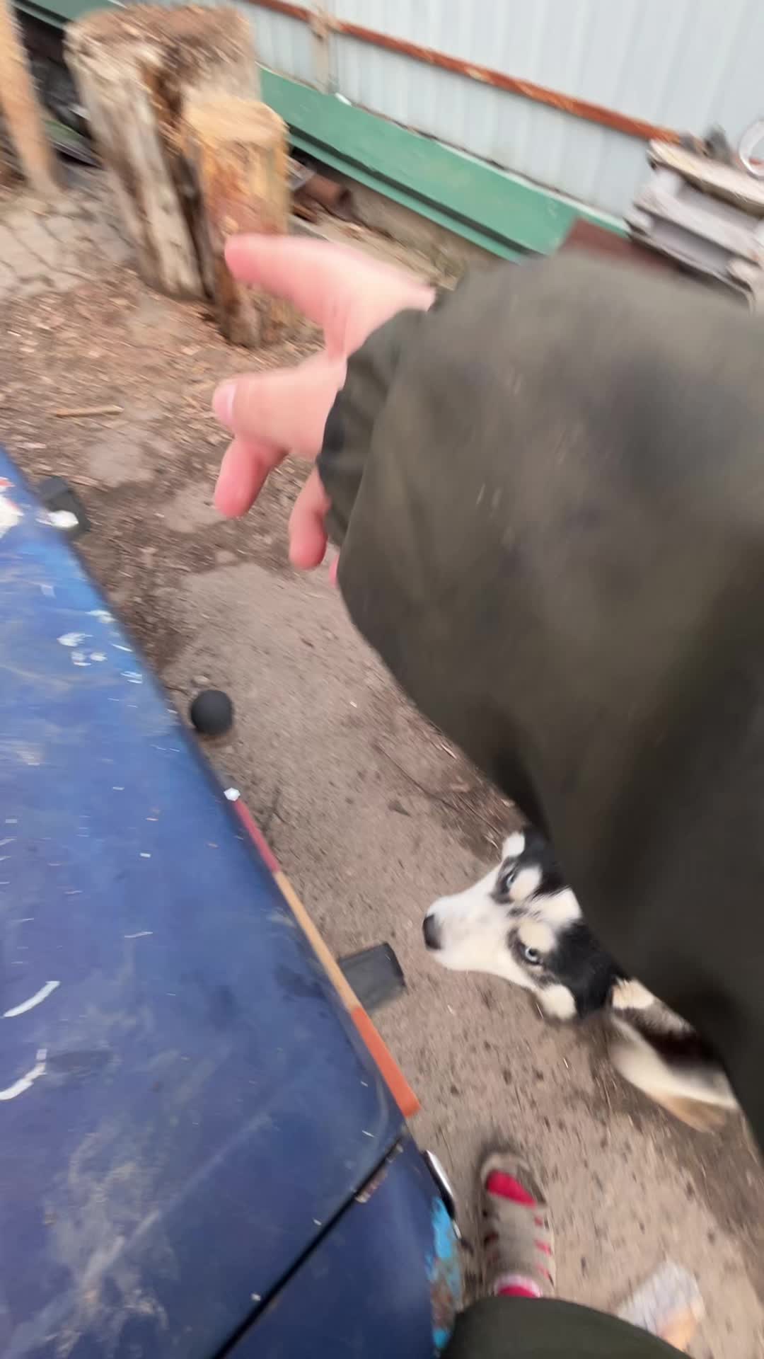 @Той самий Хаскі🐺