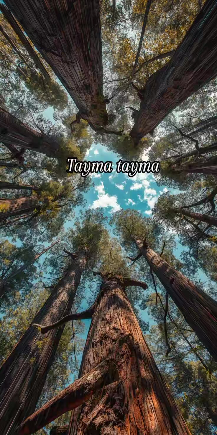 @🎀 Tayma tyma 🎀
