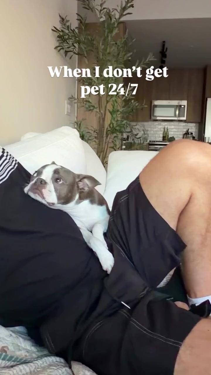 @boston.terrier.shop