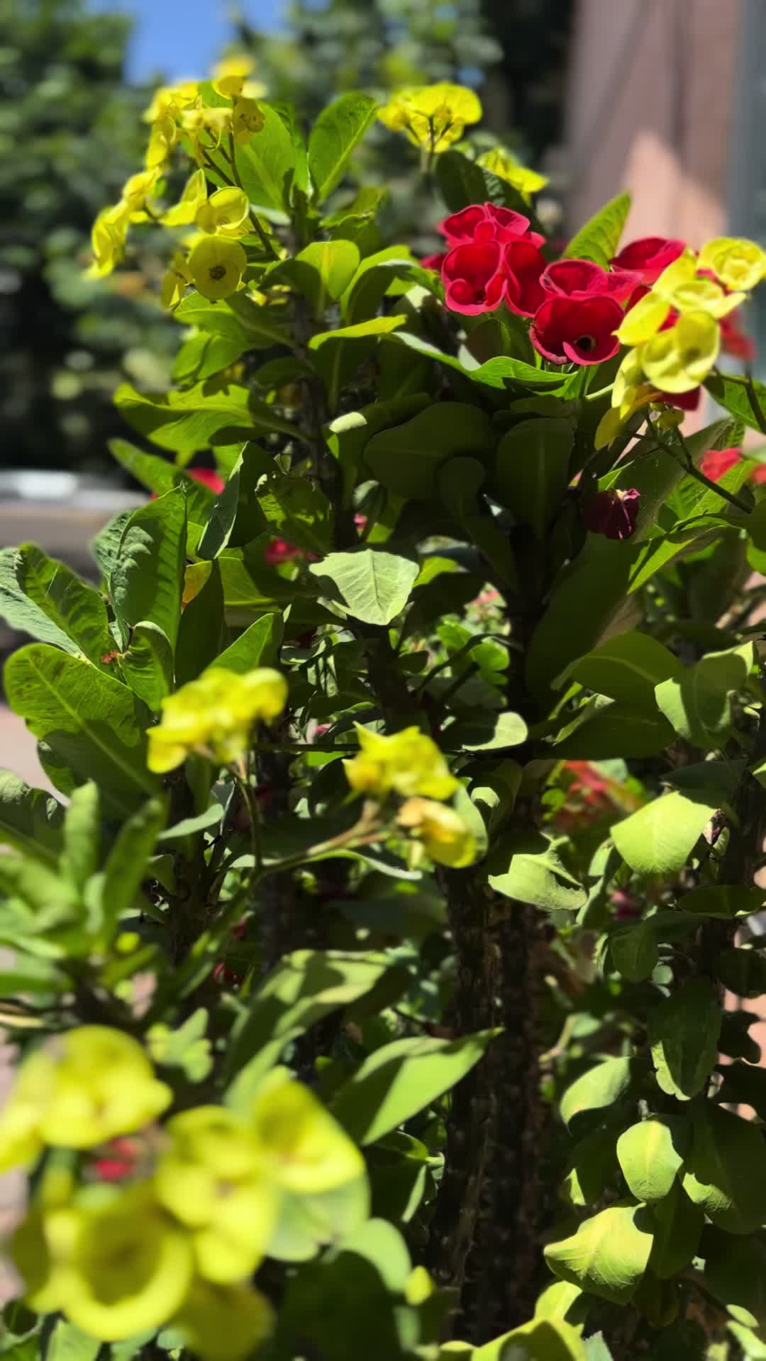 @RemesGarden