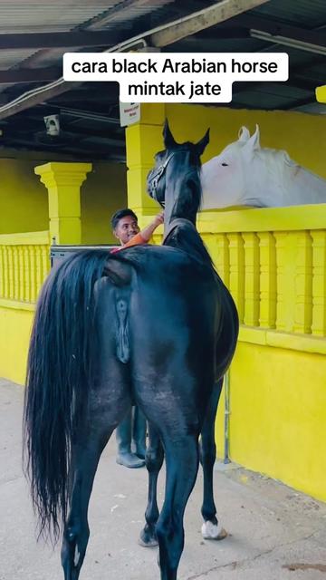 @Subdepo Arabian Park