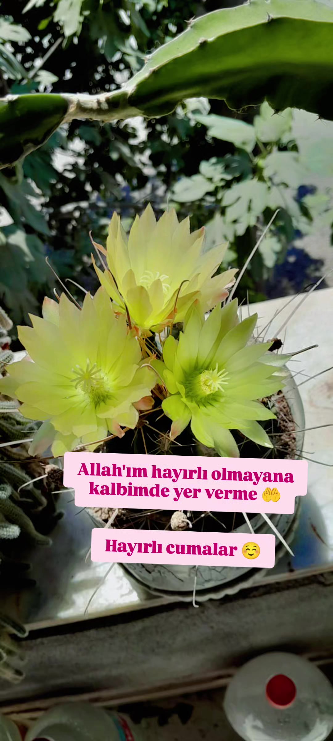 @Sultan Durur
