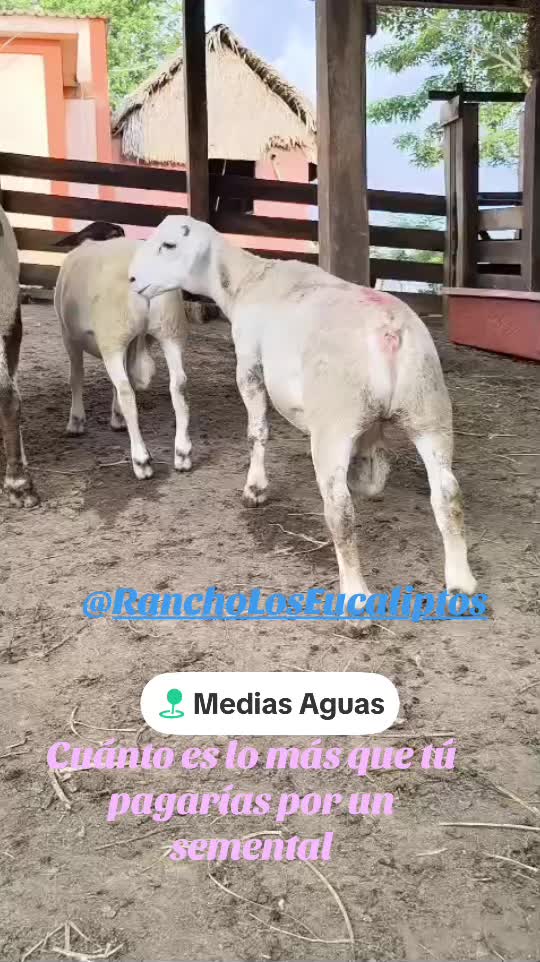 @maya